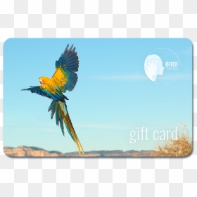 Macaw, HD Png Download - indian parrot png