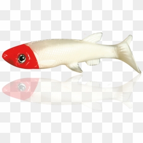 Nomura Real Fish - Fish Products, HD Png Download - real fish png