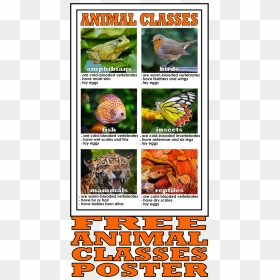 Animal Class Poster, HD Png Download - real fish png