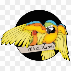 Pearl Parrots, HD Png Download - indian parrot png