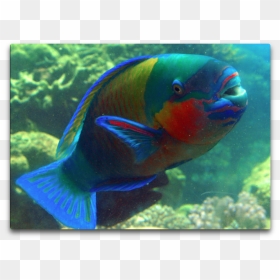 Parrot Fish In Wild, HD Png Download - indian parrot png