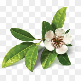 Transparent Flower Tree Png - Transparent Tea Tree Png, Png Download - flower tree png images