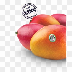 Nectarines, HD Png Download - mangoes png