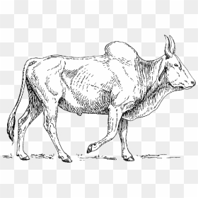 Zebu - Dairy Cow, HD Png Download - indian sheep png