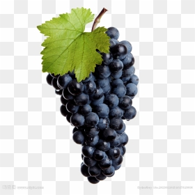Black Grapes Transparent Image - Crusher Machine For Vine, HD Png Download - black grapes png