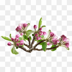 Apple Blossom, Flower, Tree, Orchard, Spring - Apple Blossom Png, Transparent Png - flower tree png images