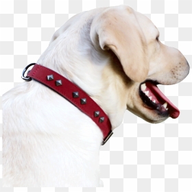 Dog Collar Dog Chain Collar Large Dog Dog Collar Dog - Dog Yawns, HD Png Download - dog chain png