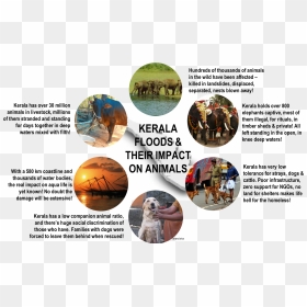 A Complexity Called Kerala In The Aftermath Of The - Impact Of Kerala Flood On Animals, HD Png Download - kerala elephant png