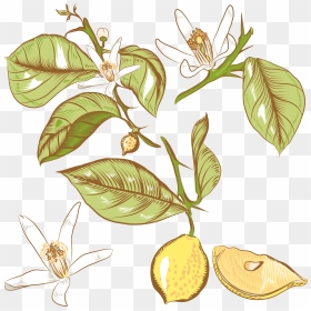 Lemon Flower Drawing Royalty - Lemon Flower Drawing, HD Png Download - flower tree png images