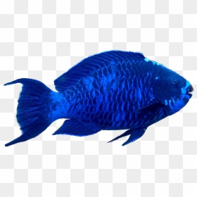 Blueparrotfish1 - Png Blue Parrot Fish, Transparent Png - real fish png