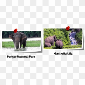 Taxi Service In Tirupati - African Elephant, HD Png Download - kerala elephant png