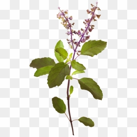 Tulsi Tree Png - Tulsi Plant Png Transparent, Png Download - flower tree png images