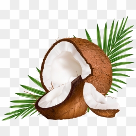 Water Euclidean Coconut Vector Milk Png Free Photo - Transparent Background Coconut Png, Png Download - milk png images