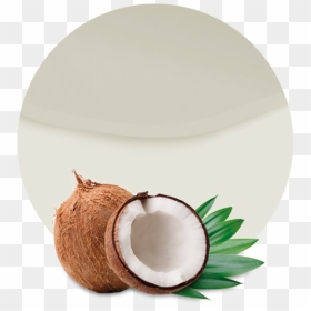 Free Download Template Powerpoint Coconut, HD Png Download - milk png images