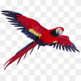 Flying Parrot Png Image - Colorful Bird Flying Png, Transparent Png - parrot png images