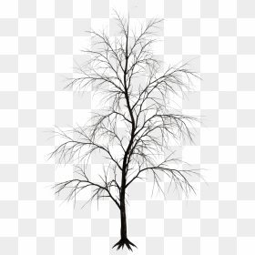 Thumb Image - Black White Tree Photoshop, HD Png Download - trees elevation png