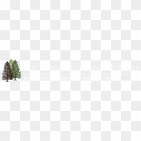 Pattern, HD Png Download - trees elevation png