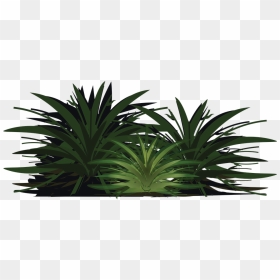 Sabal Palmetto, HD Png Download - trees elevation png