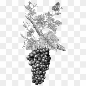 Grape Illustration - Wine Grapes Grapes Clipart Black And White Png, Transparent Png - black grapes png