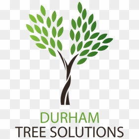 Durham Tree Solutions - May Day Star Health, HD Png Download - trees elevation png