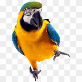 Parrot Png Free Download - Transparent Background Parrots Png, Png Download - parrot png images