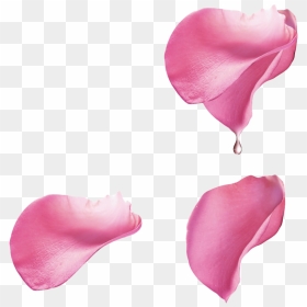 Pink Rose Flower Petals Png Image - Pink Rose Petals Png, Transparent Png - pink rose flower png