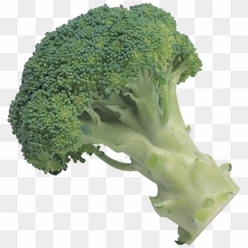 Broccoli Png Image - Transparent Transparent Background Broccoli, Png Download - green vegetables png