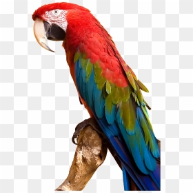 Macaw Bird Png - Macaw Png, Transparent Png - parrot png images