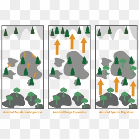 Assisted Migration Forestry, HD Png Download - trees elevation png