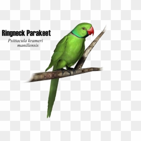 Green Parrot Png High-quality Image - Parrot Png, Transparent Png - parrot png images