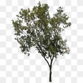 Oak Tree Cut Out, HD Png Download - tree in png