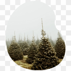 Christmas Tree, HD Png Download - trees elevation png