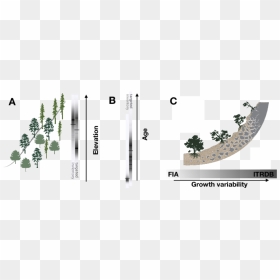 Statistical Graphics, HD Png Download - trees elevation png