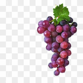 Grapes Bunch Png, Transparent Png - black grapes png