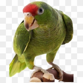 Download All Parrots Png Images And Transparent"s To - Red Crowned Amazon, Png Download - parrot png images