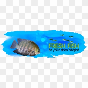 Coral Reef Fish, Png Download - Pomacentridae, Transparent Png - kerala elephant png
