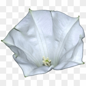 Datura-metel Flower - Datura Inoxia, HD Png Download - flower png file