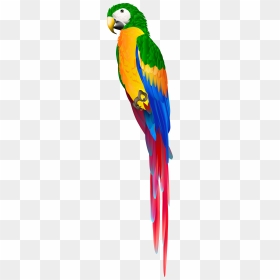 Red Parrot Png Clipart , Png Download - Parrot Png, Transparent Png - parrot png images