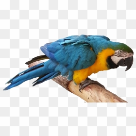 Blue Parrot Png Free Download - Real Bird Clip Art, Transparent Png - parrot png images