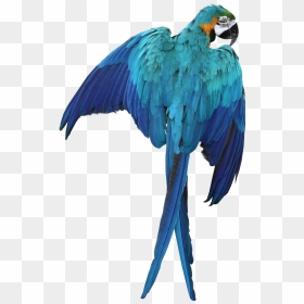 Macaw Parrot Transparent Image Bird Graphic, HD Png Download - parrot png images