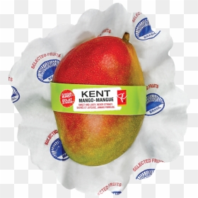 Pc Kent Mango - Mango, HD Png Download - mangoes png