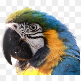Imagens De Arara Azul Em Png, Transparent Png - parrot png images