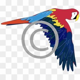 Parrot Clip Art, HD Png Download - parrot png images