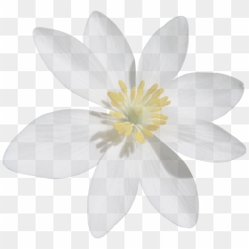 White Flower Cut Out, HD Png Download - flower png file