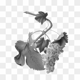 We Welcome All Who Share Our Interests - Uva Vermentino, HD Png Download - black grapes png