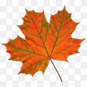 Maple Leaf Png - Transparent Background Maple Leaf Clipart, Png Download - leaf images png