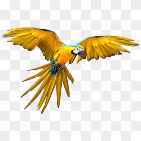 Blue Macaw Flying Png, Transparent Png - parrot png images