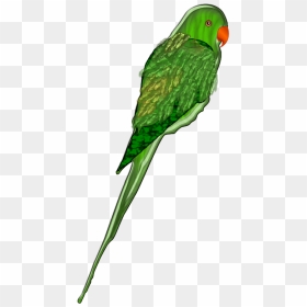Parrot Png Clip Arts - Parakeet, Transparent Png - parrot png images