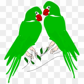 Parrots, HD Png Download - parrot png images