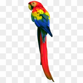 Parrot Png Free Download - Transparent Background Parrot Clipart, Png Download - parrot png images